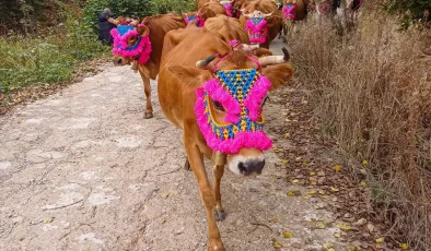 Yayla Göçü Gelenekleri Yaşatılıyor